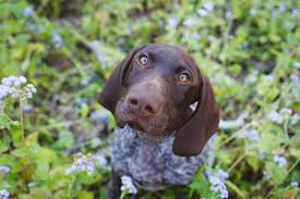 If your dog smells like fish, chances are there may be something going on. Why Does My Dog Smell Like Fish Great Pet Care