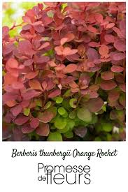 Superbe Arbuste Flamboyant Par Son Petit Feuillage Orange Vif Vert Tendre A Maturite Et Rouge Vif En Automne Oran Arbuste Feuillage Arbres Pour Petit Jardin