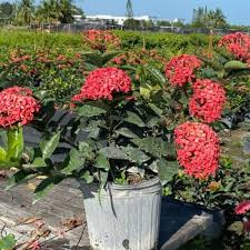 Image result for Ixora nana