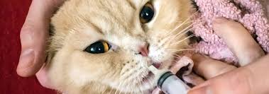 Why would a cat eat those? How To Give Your Cat Pills Other Medications Hill S Pet