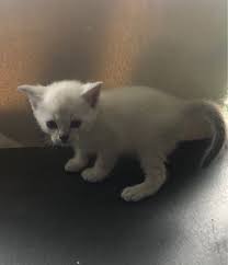 An adorable litter of munchkin kittens for sale in pa. Munchkin For Sale In Pennsylvania 15 Petzlover