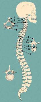 Your skeleton can be divided into two main parts. Bones Of The Back