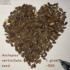 Grow Milkweed Plants