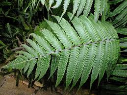 Image result for Christella dentata