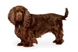 Could this hard working little dog be perfect for your family? Sussex Spaniel Puppies For Sale In Alabama Adoptapet Com