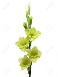Green Gladiolus Gladiolus Gladiolus Flower Gladiolus Bulbs