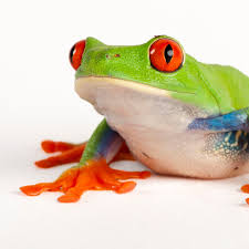 South, where its groaning call echoes through countless swamps, forests, fields, and backyards. Red Eyed Tree Frog National Geographic