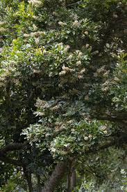 Image result for Bersama lucens