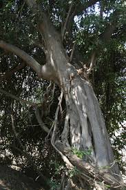 Image result for Ficus stuhlmannii