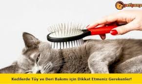 Kedi Piresi Petipanya