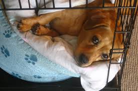 The aim of this study was to feed black soldier fly (bsf; Pseudocoprostasis In Dogs Symptoms Causes Diagnosis Treatment Recovery Management Cost