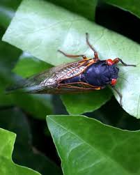 An Invasion Of 17 Year Olds Loud Lusty And Six Legged In 2020 Cicada Invasion Science Nature