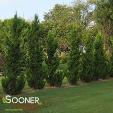 Image result for Turraea robusta