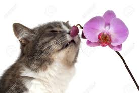 With the moth orchid, as with the violet, you shouldn't let it dry out completely. Cat And Pink Orchid On White Background Stock Photo Picture And Royalty Free Image Image 10651807