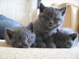 Kucing putih british sangat popular dengan peminat jenis haiwan ini. Royal Baka Kucing British Kucing Mewah Comel