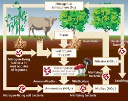 Nitrogen Exists In The Environment As Nitrogen Gas In An Organic Form Plants However Are Only Able To Acc Environmental Science Teaching Biology Life Science