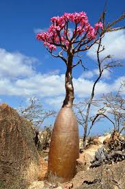 The oblong leaves have a velvety covering. Celux On Twitter Beautiful Bottle Tree Socotra Madagascar Australia Namibia Nature Natura Natur Photography Fotografia Fotografie Fotograf Https T Co I58hiz58tw