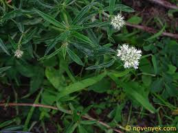 Image result for Triainolepis africana