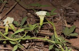 Image result for Merremia quinquefolia