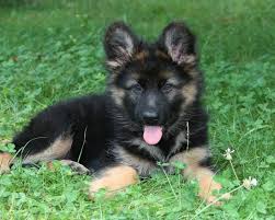 We hope you enjoy thi. Baby German Shepherd Dog 1280x1024 Download Hd Wallpaper Wallpapertip