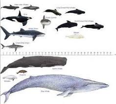 Image Result For Toothed Whale Size Chart Whale Species