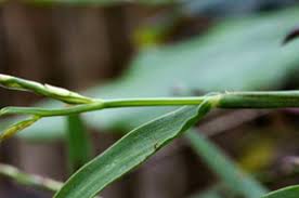 Image result for Digitaria acuminatissima