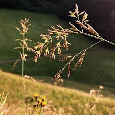 The Grass Is Always Greener On The Other Side Of The Fence The Grass Is Always Greener On The Other Side Of The Fence Or Is It This Ironic Saying Often Shortened Now To The Grass Is Always Greener Tends To Be