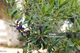 Image result for Myoporum laetum
