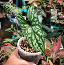 Image result for Cercestis