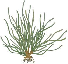 Image result for Zosteraceae