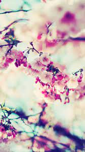 50 Beautiful Flower Wallpapers For Iphone Free Download Iphone 7 Plus Wallpaper Spring Wallpaper 7 Plus Wallpaper