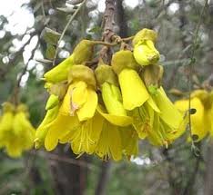 Image result for Sophora inhambanensis