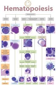 Epingle Par Tawhida Yakin Sur Labo Hematologie Technologie Medicale Analyse Medicale
