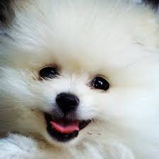 The Bomb Poms Pomeranians