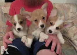 Arizona endorses responsible pet stores. Corgi Puppies For Sale Az Petsidi