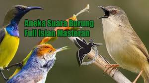 Salome cici padi sawah betina sedang meloloh anak. Download Aneka Suara Burung Mp3 Masteran Terapi Pikat Burung Kecil Burung Kecil Burung Burung Kolibri