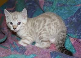 2 boys and 4 girls. Blue Eyes On Snow Leopqard Spotted Bengal Kittens For Sale In Fl Bengal Kitten Bengal Cat Bengal Kittens For Sale