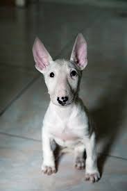 Simple Delicious Lasagna Recipes Baby Dogs Bull Terrier Puppy Bull Terrier