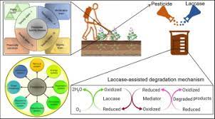 Suspend polyzone is an insecticide concentrate that contains the active ingredient deltamethrin, enhanced with. Persistence Of Pesticides Based Contaminants In The Environment And Their Effective Degradation Using Laccase Assisted Biocatalytic Systems Sciencedirect