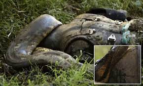 Paul Rosolie Eaten Alive By Snake Tv Stunt Faces Ridicule Daily Mail Online