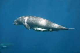 Flop dugong is a civilian with the interest of business and hobbies often in diy repairs. Opinion Loss Of Seagrass Meadows Threatens Their Dugong Denizens Cms
