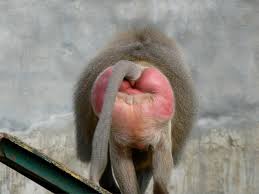 The band formed in 1991. Baboon Syndrom Wikipedia