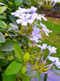 Image result for Plumbaginaceae