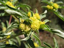 Image result for Flaveria bidentis