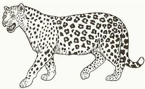 Cheetah Coloring Pages Printable Animal Coloring Pages Lion Coloring Pages Super Coloring Pages
