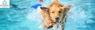 83 galloway rd moriarty nm 87035. Pet Paradise 580 Quantum Rd Ne Rio Rancho Nm 87124 Yp Com
