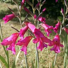 Image result for Gladiolus zambesiacus