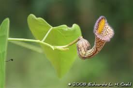 Image result for Aristolochia triactina
