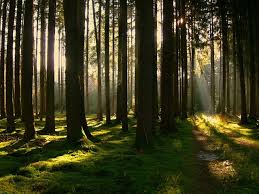 Bavarian Forest Bavarian Forest Forest Haunted Woods