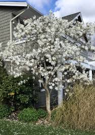 We did not find results for: 8 Flowering Trees For March Planting Signals Az